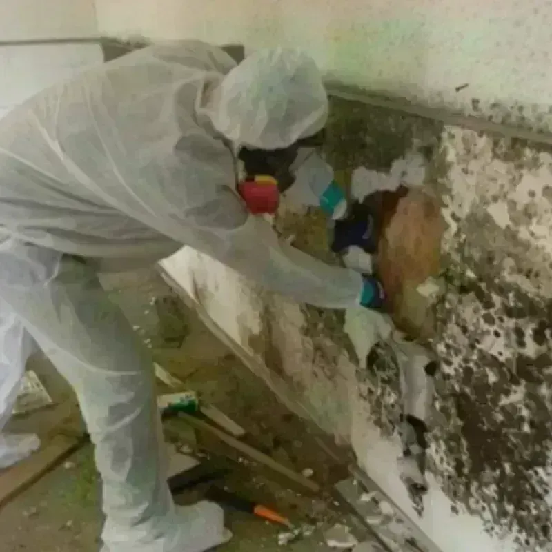 Mold Remediation and Removal in Briscoe County, TX